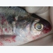 Fish disease guide - Viral Haemorrhagic Septicaemia (VHS)