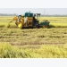 Vietnamese rice makes name in world market