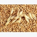 Thị trường nguyên liệu - Lúa mì cao nhất gần 1 tháng