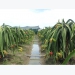 Organic dragon fruit cultivation expands in Long An