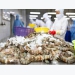 Vietnam’s shrimp, pangasius exports to UK grow