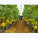 Hi-tech agriculture in HCMC enjoys promising results