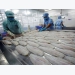 Pangasius reversed, pushing up seafood exports