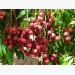 Lychee Fruit Cultivation Information Guide