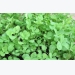 Fenugreek Cultivation Information Guide