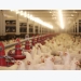 10 ideas that will change poultry nutrition and health