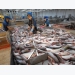 Pangasius prices remain at bottom amid China buys back