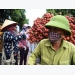 Lychee farmers learn the ropes of online trading