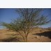 How to Grow Acacia Tree