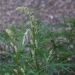 How to Get Rid of Invasive Mugwort