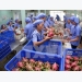 Vietnam sees feasible US$3 billion export of fruits, vegetables