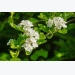 How to Grow Hawthorn Trees