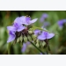 How to Grow Spiderwort