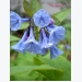 How to Grow Virginia Bluebells