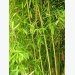 How to Get Rid of Invasive Bamboo