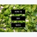 How to Dry Basil