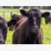 Michigan identifies new cattle herd with bovine TB