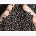 Pepper prices remain low despite undergoing slight increase