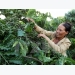 Coffee value to increase despite output dropping