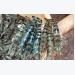 Over 90 countries import Ca Mau shrimps