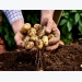 Why potato irrigation is so important