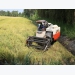 Summer-autumn rice harvest excellent in southern region