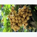 China consumes 98% of Vietnamese longan output