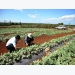 8 kilograms of watermelon seeds exported to Japan