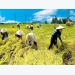 FTAs generate opportunities, challenges to Vietnam’s agriculture
