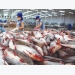 Prices of pangasius is below the production price, making it hard to achieve growth