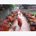 Điều kiện và yêu cầu khi chăn nuôi gà thả vườn an toàn sinh học
