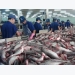 US raises anti-dumping duties on Vietnam’s frozen catfish fillets