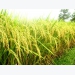 Lúa gạo châu Á: Giá tại Ấn Độ hồi phục, tại Việt Nam giảm nhẹ