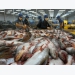 Tra fish shipments give hope to aquatic product exports