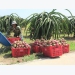 Binh Thuan’s dragon fruit receives price boost following customs clearance