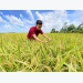 Farmers profit VND 15 million/ha from the summer-autumn rice harvest