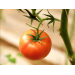 How tomato growers can practice IPM