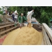 Rice exports to Philippines soar