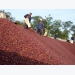 Coffee export prices plummet