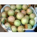Tien Giang: 400 tonnes of star apples to set off for US