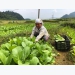 Tan Son commune in the period of harvesting vegetables linked to production and consumption