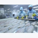 Tra fish exports to US enjoy strong surge