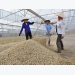 Vietnam seeks more robust coffee exports to Nordic countries