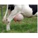 5 milk fever prevention strategies for dairy cows