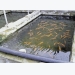 Fish breeding do’s & don’ts