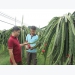 Official introduces dragon fruit to Dong Bac commune