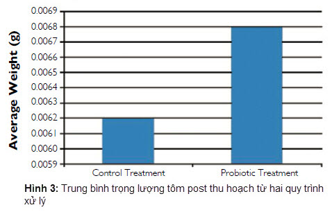 ương tôm post