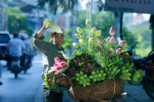 Hoa Sen